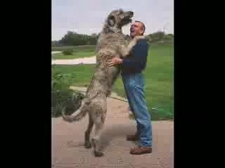 top ten largest dogs in the world.