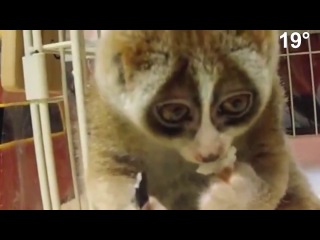 lemur eating rice